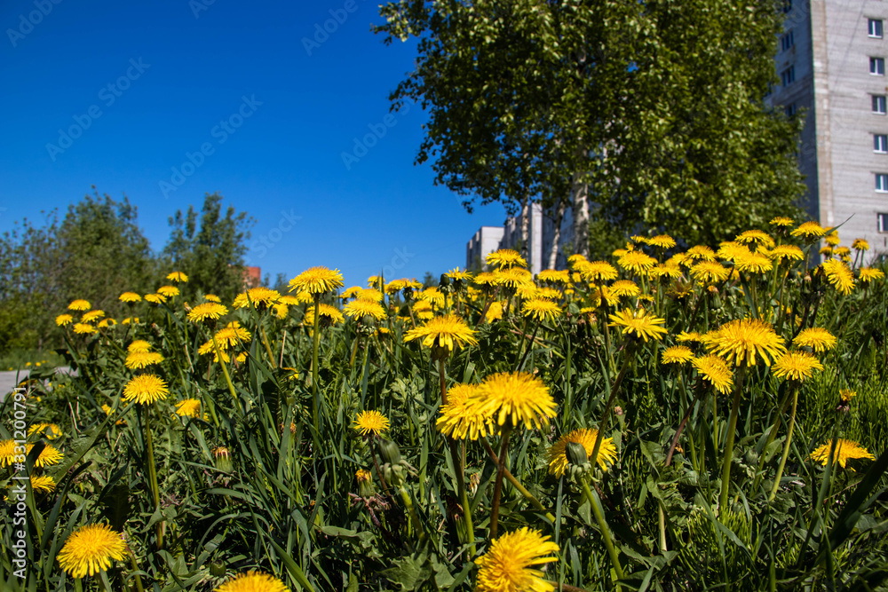 Obraz premium Taraxacum, Summer day. Dandelion flower. Close up.
