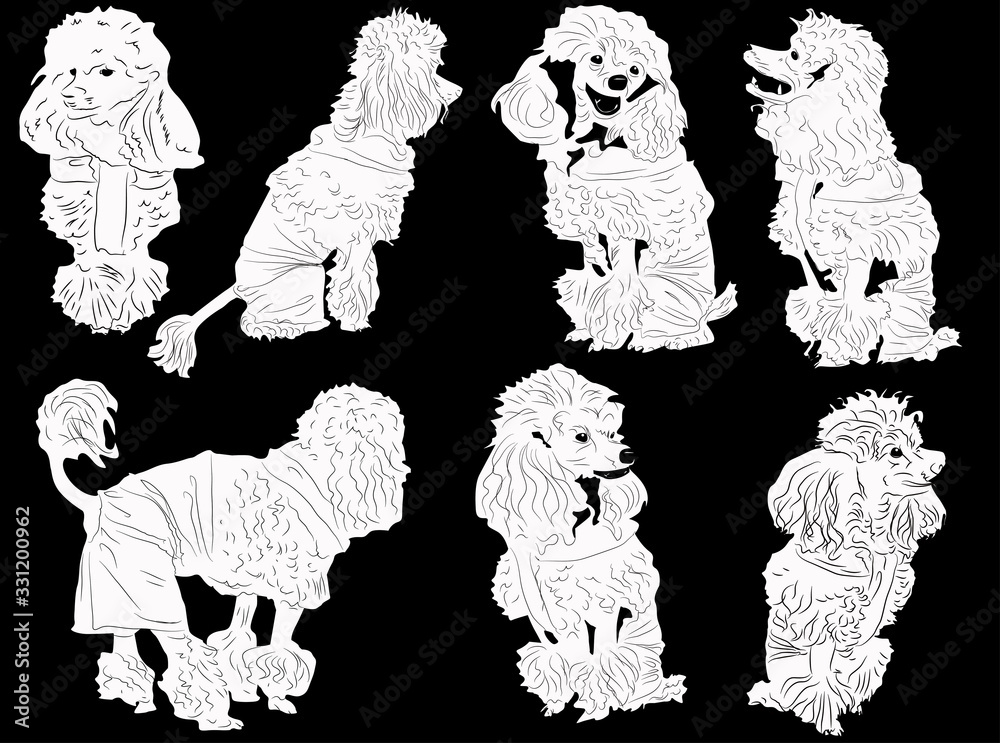 set of seven poodles sketches isolated on black