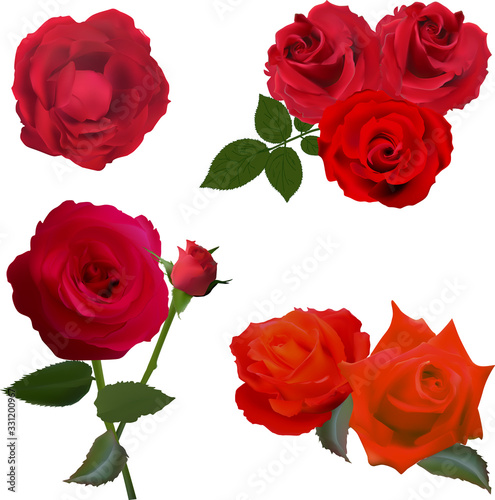 seven deep red rose flowers isolated on white