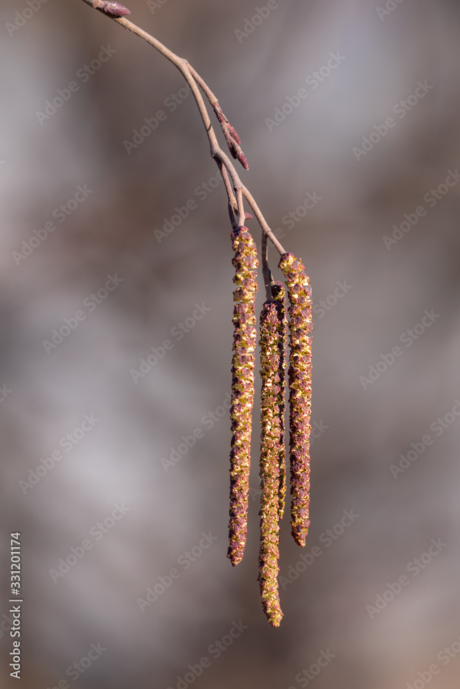 Naklejka premium Spring branch with buds