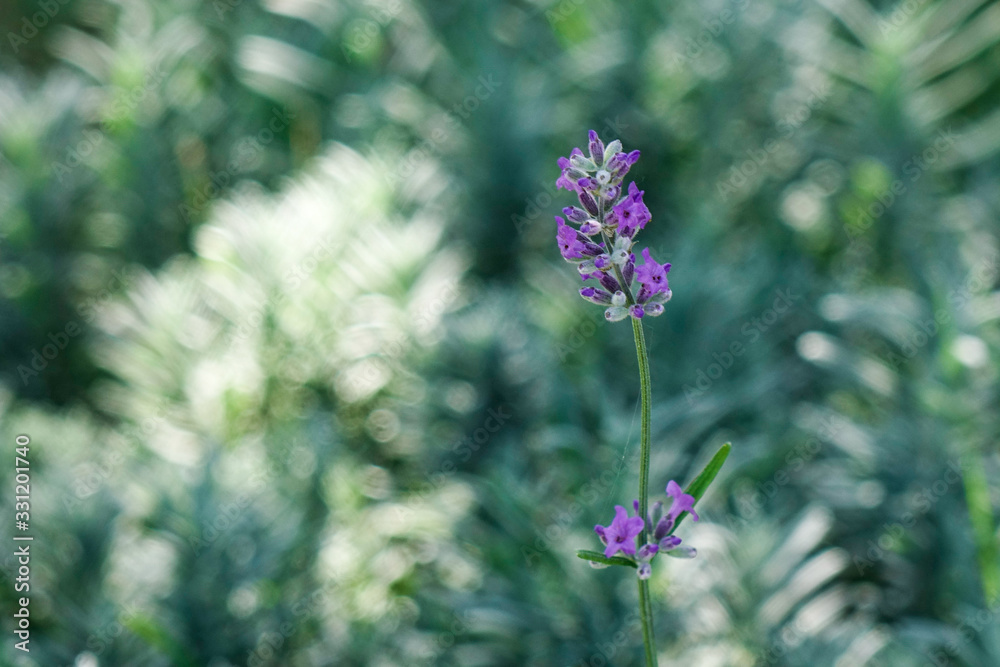 Lavender flower garden in spring time Lavender flower garden in spring time