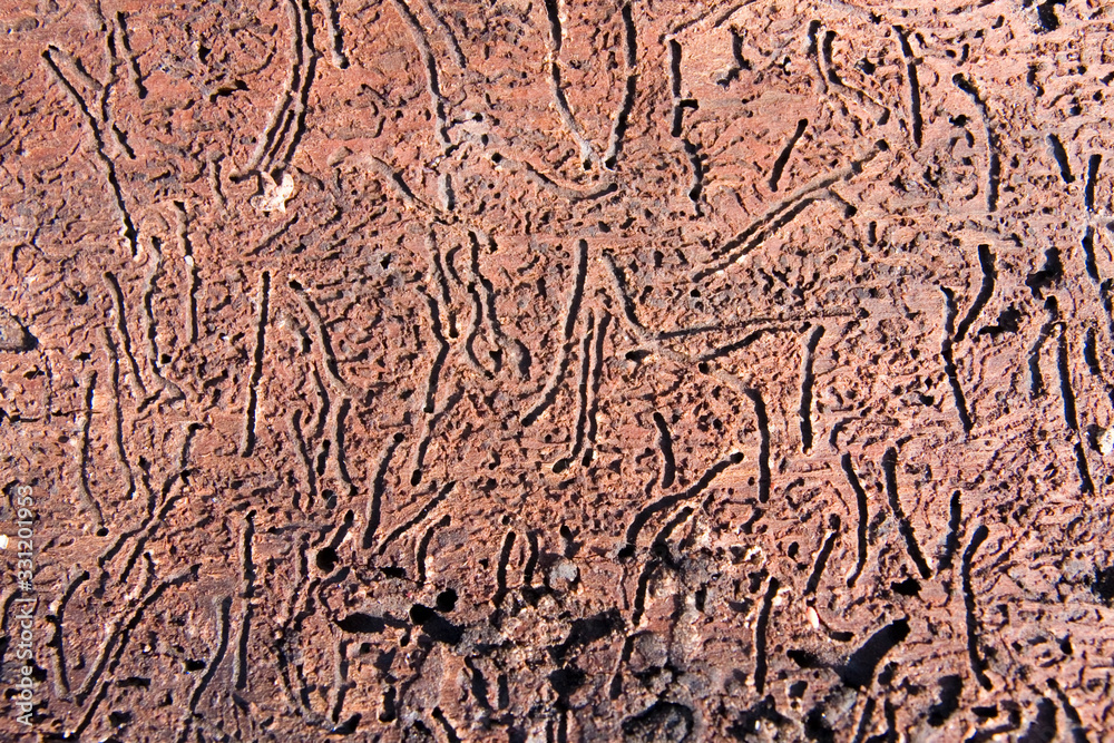 Fototapeta premium Borkenkäfer Spuren