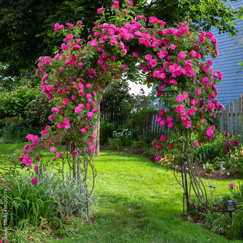 Cuadro en lienzo A beautiful rose arbour as an entrance to a backyard garden.