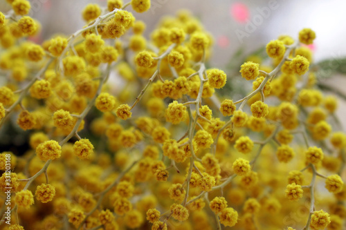 Yellow mimosa flowers on a window background.