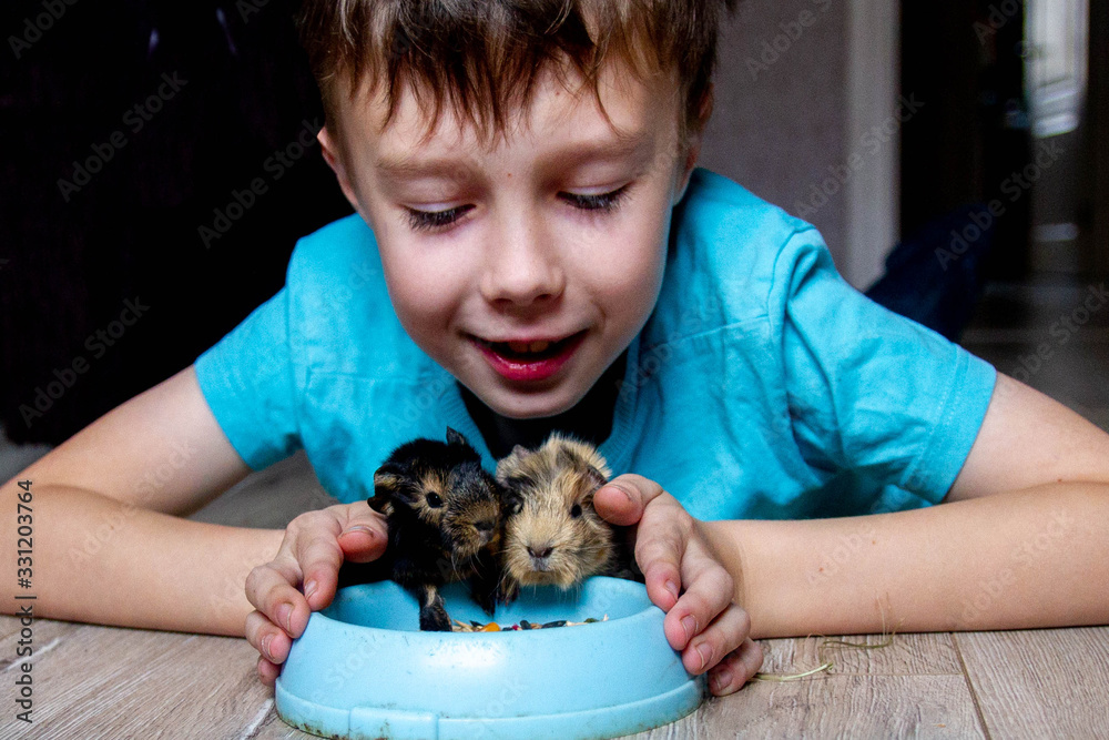 Pet baby Guinea pigs. Feed your Pets a balanced feed. Care, attention, love for rodents. Boy Protect Guinea pigs hands. Pet baby Guinea pigs. Feed your Pets a balanced feed. Care, attention, love for rodents. Boy Protect Guinea pigs hands.