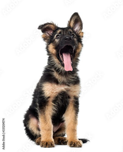 Puppy German Shepherd sitting and yawning, 9 weeks old, isolated