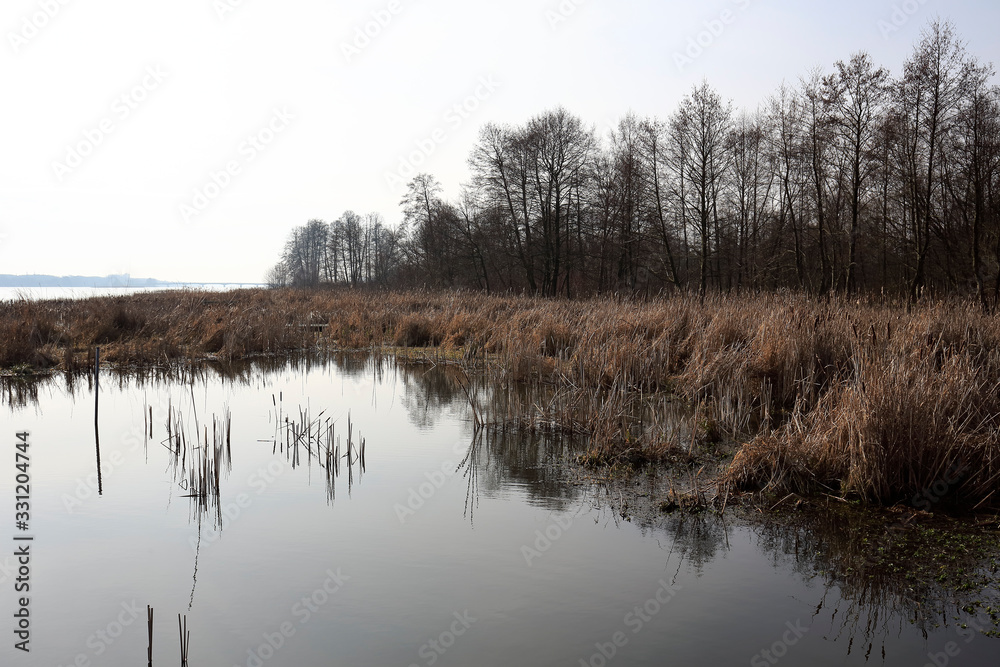 Narew river and reeds on a riverbank