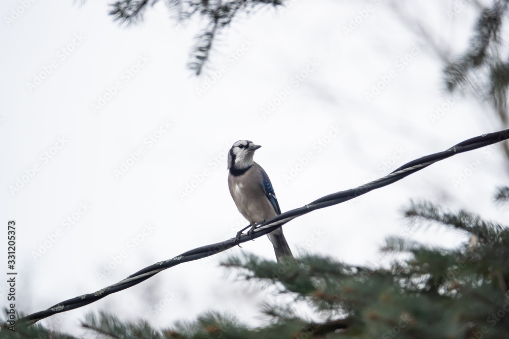 Blue Jay Perched on Wire in Winter Blue Jay Perched on Wire in Winter