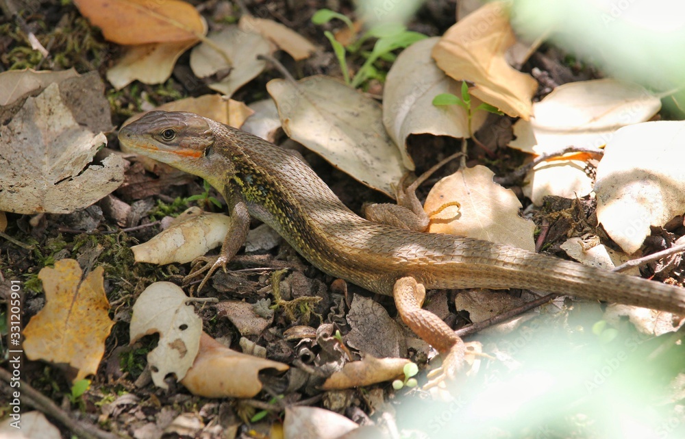 Obraz premium Psammodromus algirus, known&nbsp;commonly&nbsp;as the&nbsp;Algerian psammodromus and the&nbsp;large psammodromus, is a&nbsp;species&nbsp;of&nbsp;lizard in the&nbsp;family&nbsp;Lacertidae. Is endemic&nbsp;to western&nbsp;Europe&nbsp;and northwestern&nbsp;Africa. 