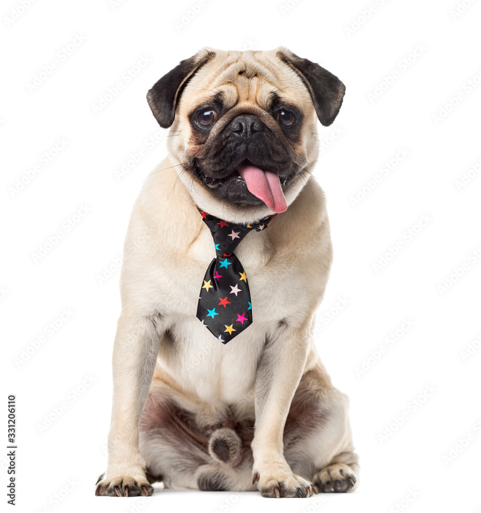 Pug with a festive tie sticking the tongue, 14 months old, isola