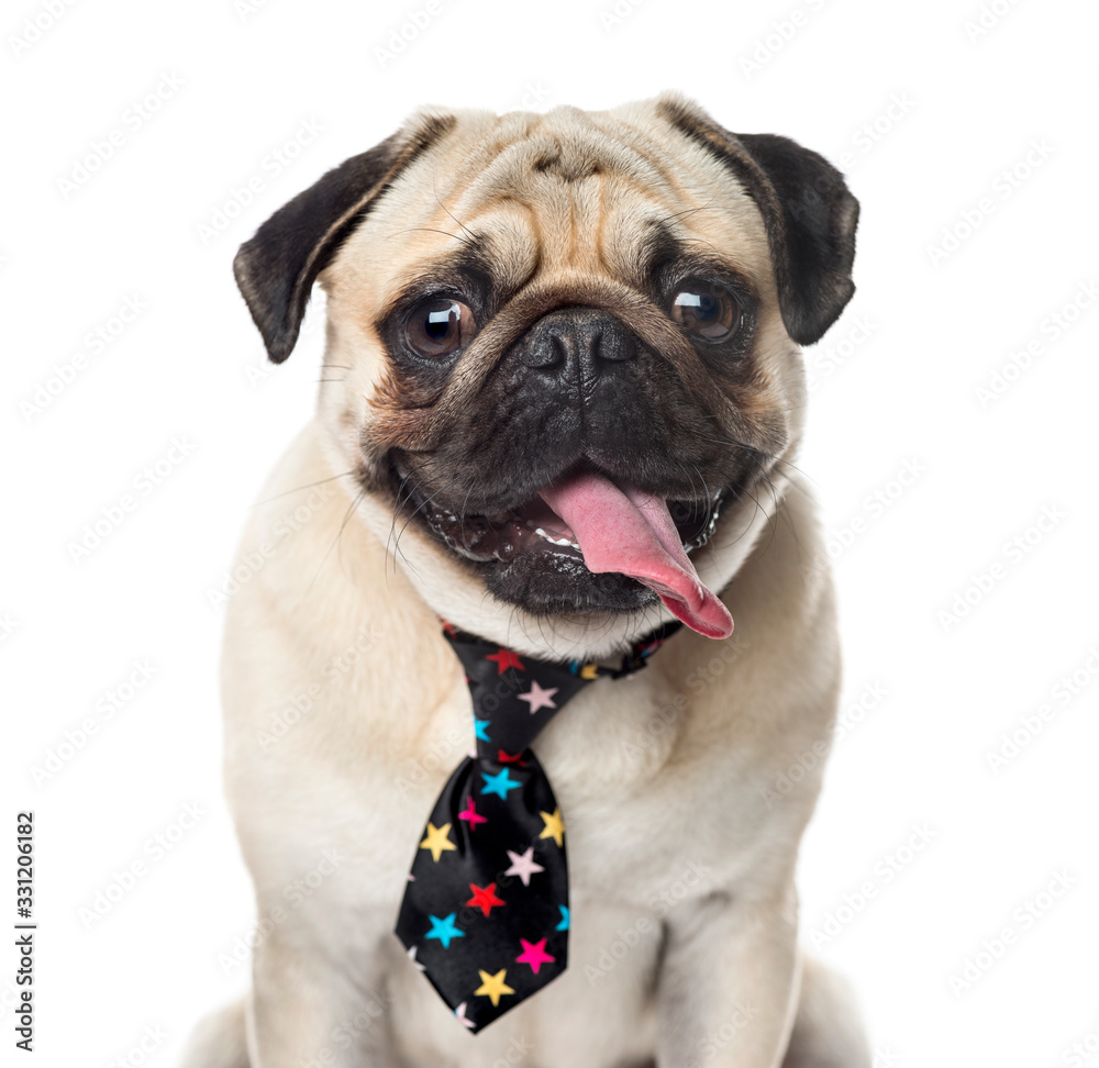 Close-up of a Pug with a festive tie sticking the tongue, isolat