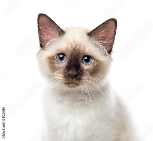 Close-up of a Birman kitten, 3 months old, isolated on white