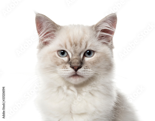 Close-up of a Ragdoll kitten, 3 months old, isolated on white