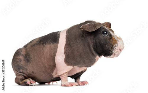 Side view of hairless guinea pig, isolated on white