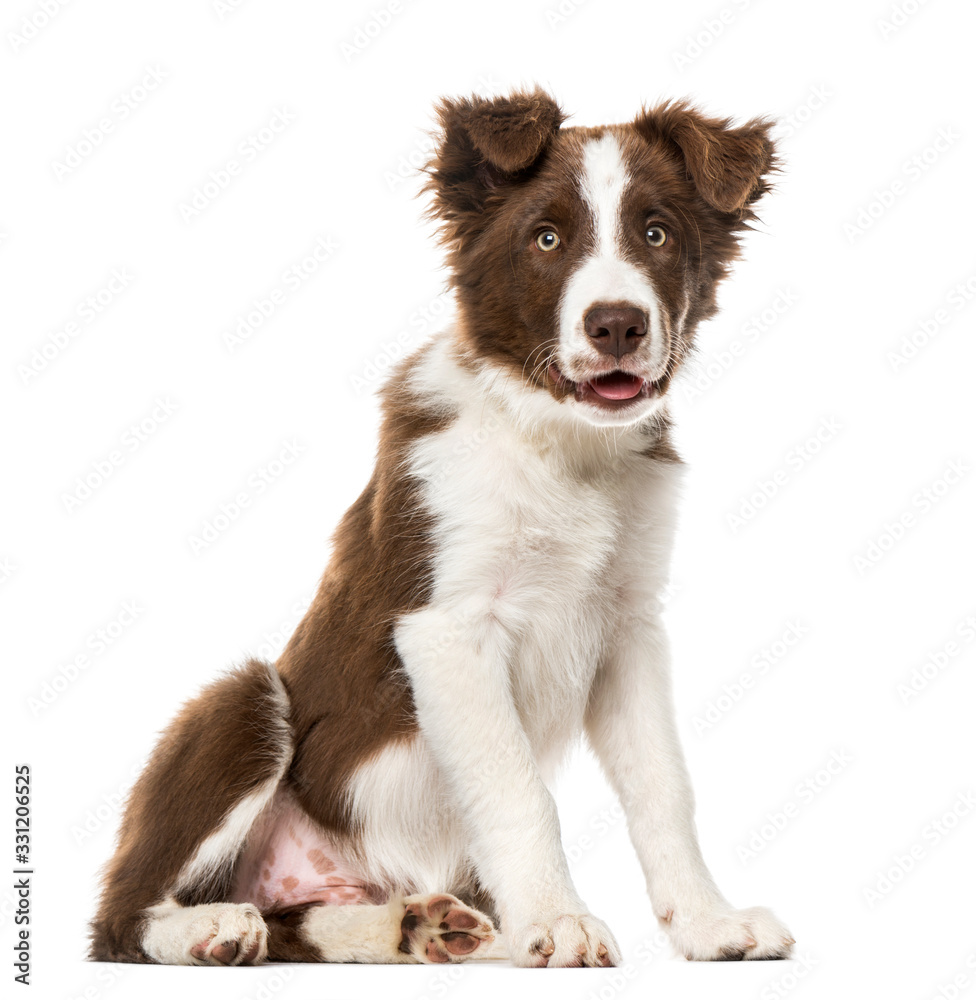Puppy Border Collie, isolated on white, 15 weeks old