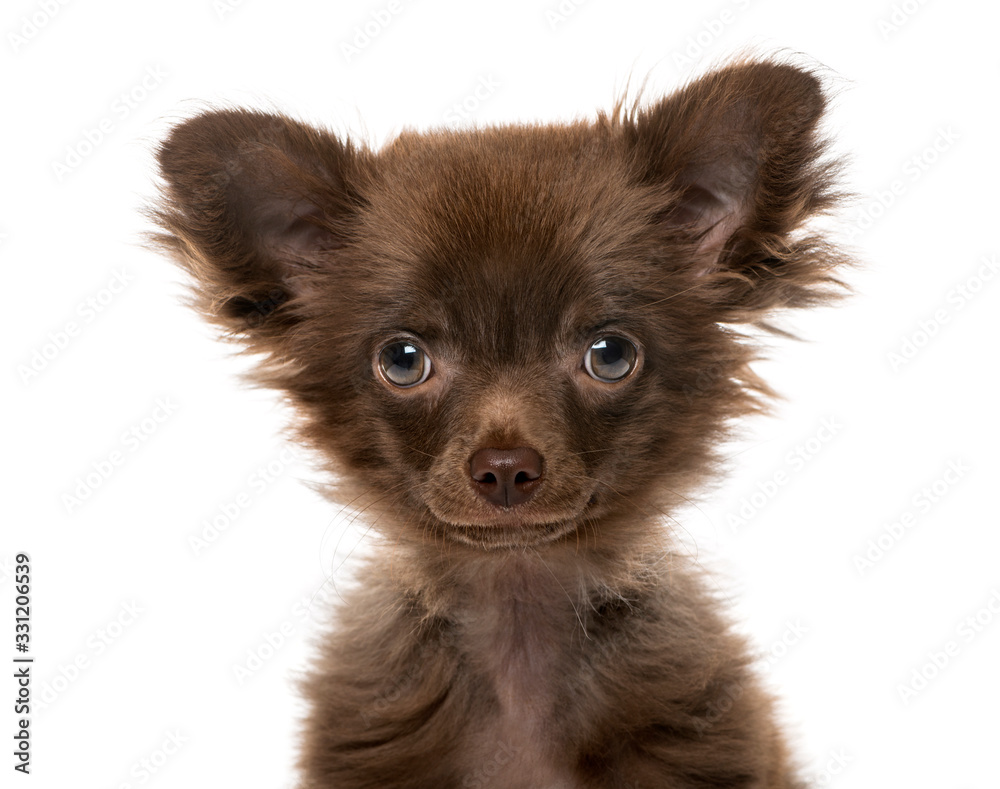 Close-up of a Puppy Chihuahua, 4 months old , isolated on white Close-up of a Puppy Chihuahua, 4 months old , isolated on white