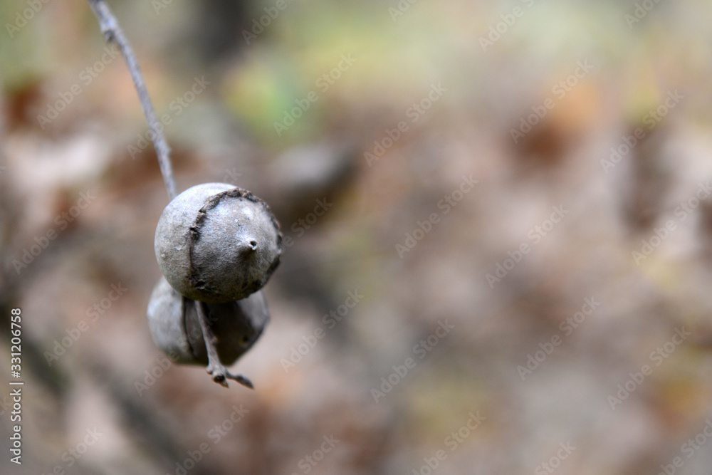 Palle Cucche Palle Cucche