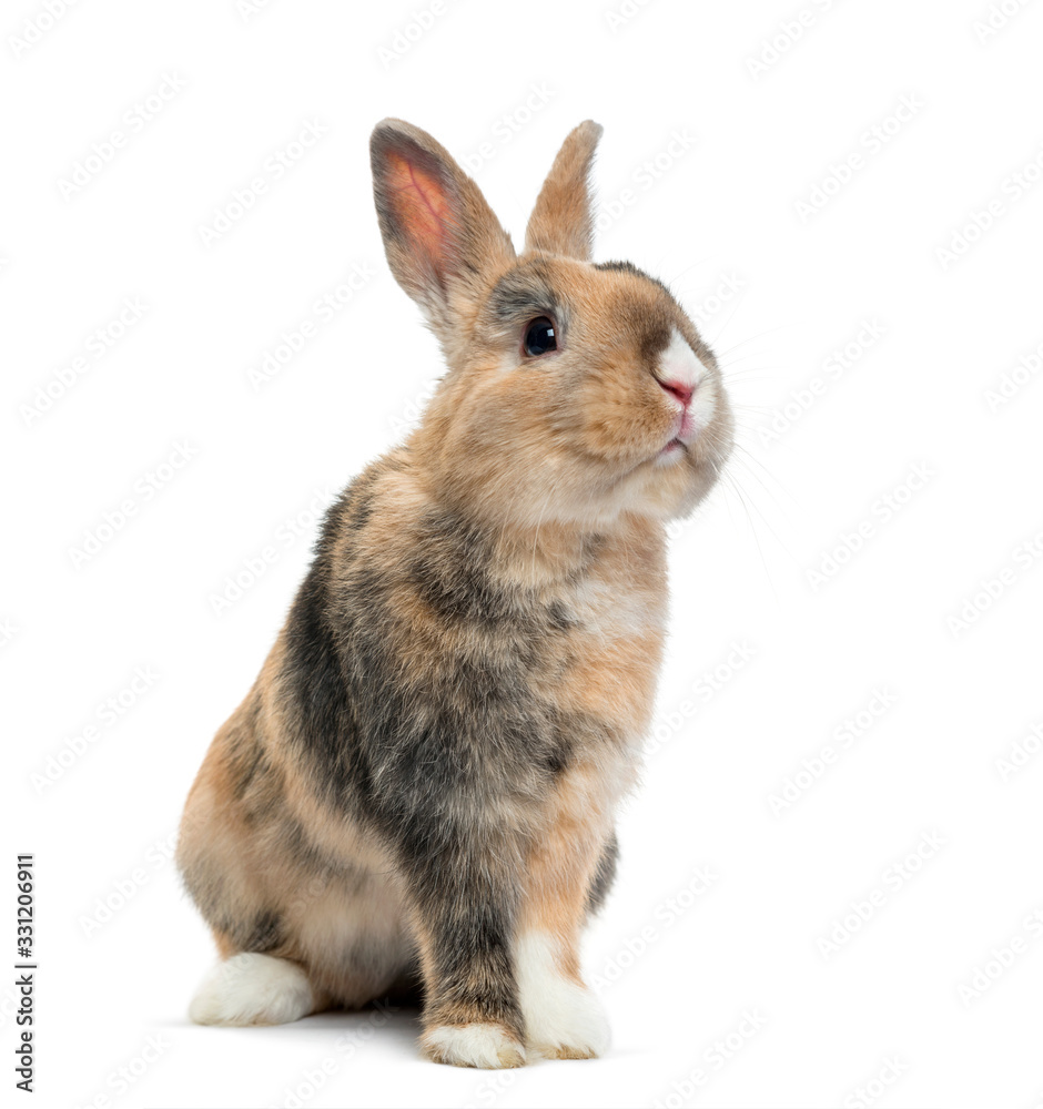 Multicolored Rabbit sitting, isolated on white Multicolored Rabbit sitting, isolated on white
