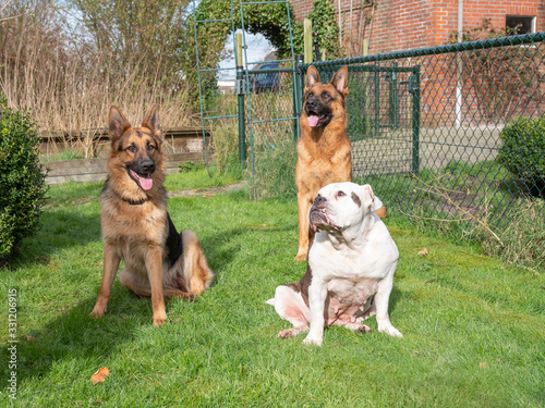 Fototapeta Naklejka Na Ścianę i Meble -  Three dogs siting in the garden. Portrait of two German Shepherds and one Englisch buldog, Friesland, Netherlands