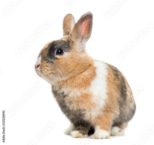 Multicolored Rabbit sitting, isolated on white