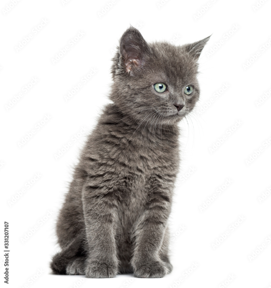 Obraz premium Grey British Shorthair sitting, 7 weeks old, isolated on white