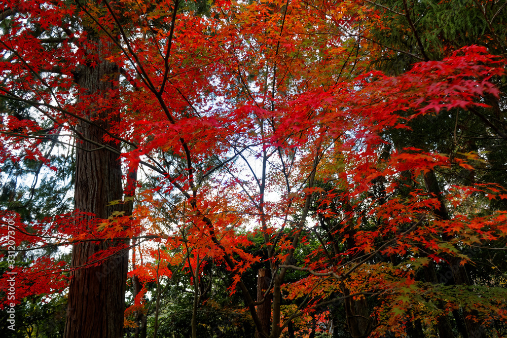 Vibrant red maple tree in autumn sunny day Vibrant red maple tree in autumn sunny day