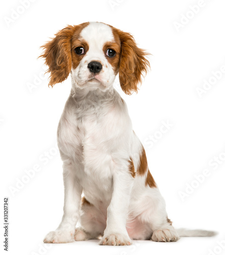 Cavalier King Charles Spaniel puppy, 3 months old, isolated on w