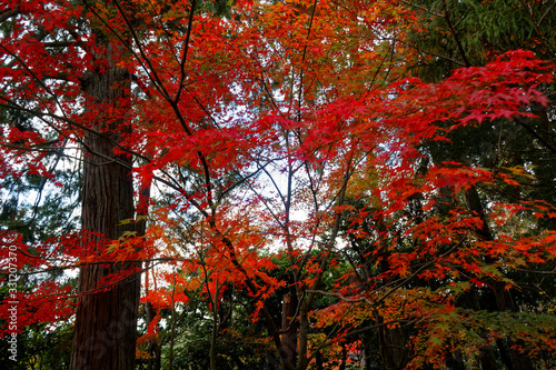 Vibrant red maple tree in autumn sunny day