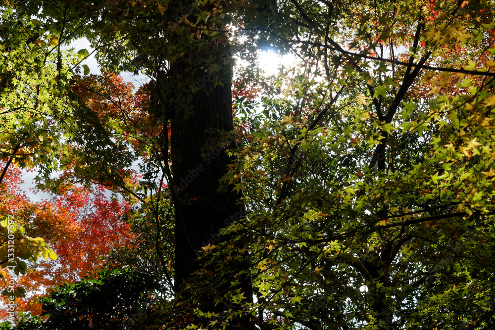 Sun breaks through the branches of the trees. Beautiful morning scene, sun rays break through the branches of trees. Sun breaks through the branches of the trees. Beautiful morning scene, sun rays break through the branches of trees.