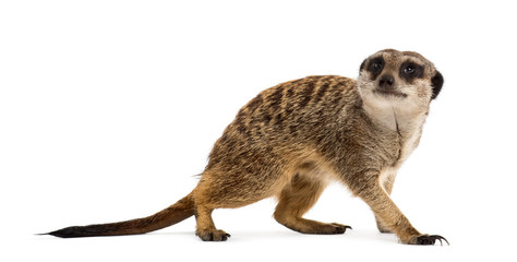 Suricate standing and looking up, isolated on white