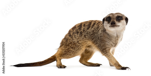 Suricate standing and looking up, isolated on white