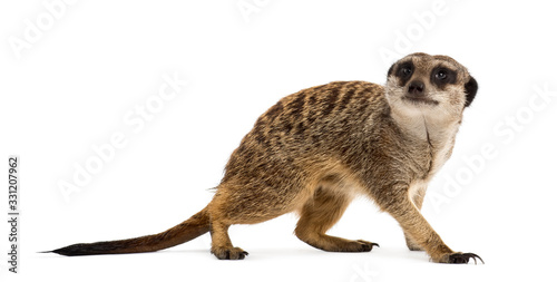 Suricate standing and looking up, isolated on white