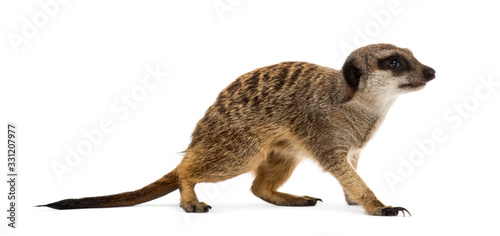 Suricate standing, isolated on white