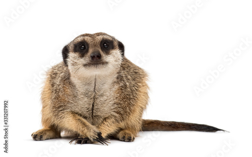 Suricate facing camera, paws folded, isolated on white