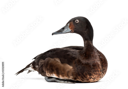 Photos Baer's pochard diving duck, isolated on white