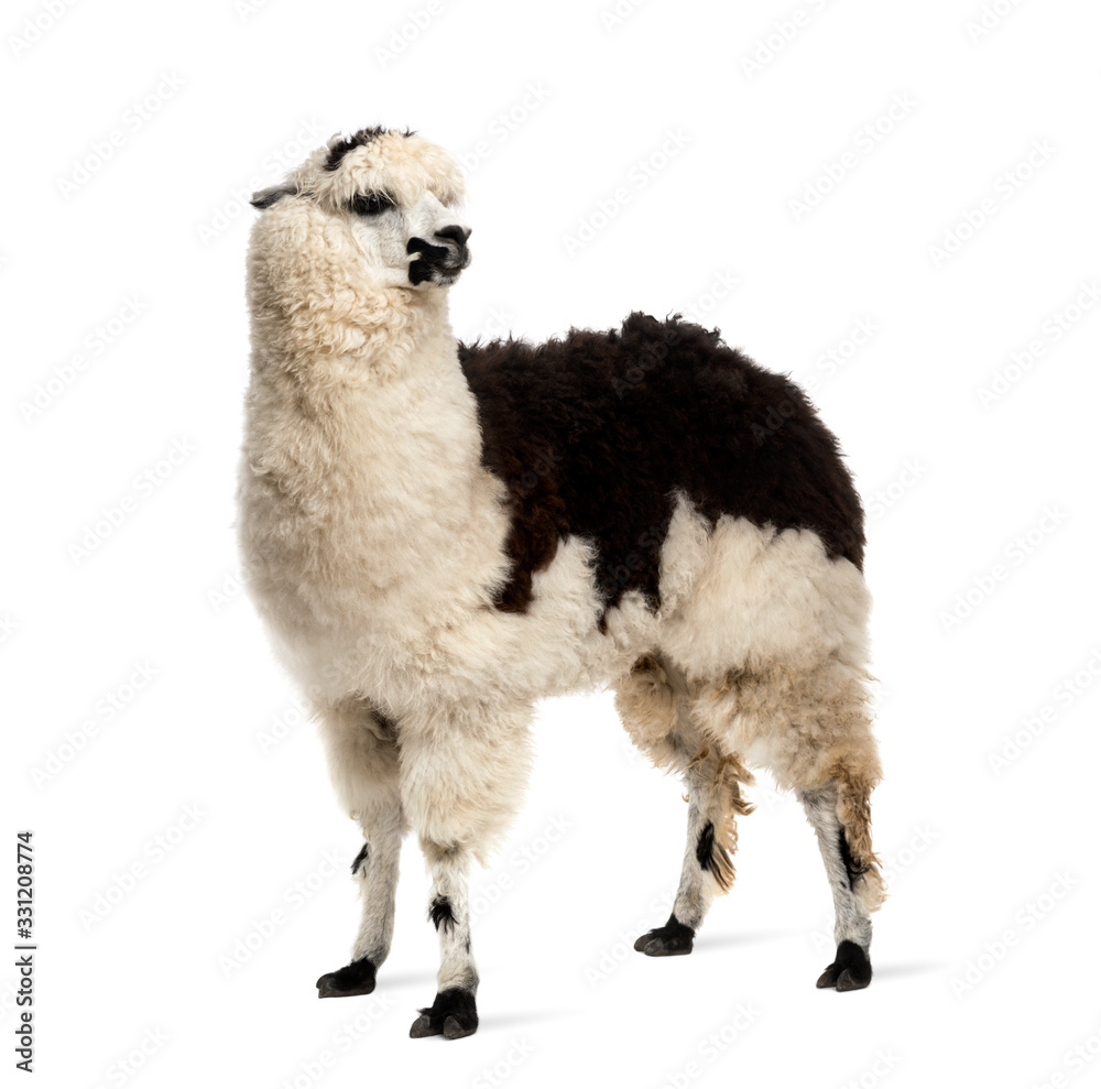 Fototapeta premium Black and white llama standing, isolated on white