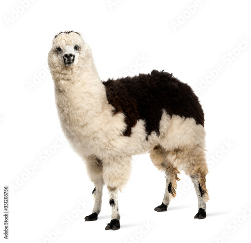 Fototapeta Naklejka Na Ścianę i Meble -   Black and white llama standing, isolated on white