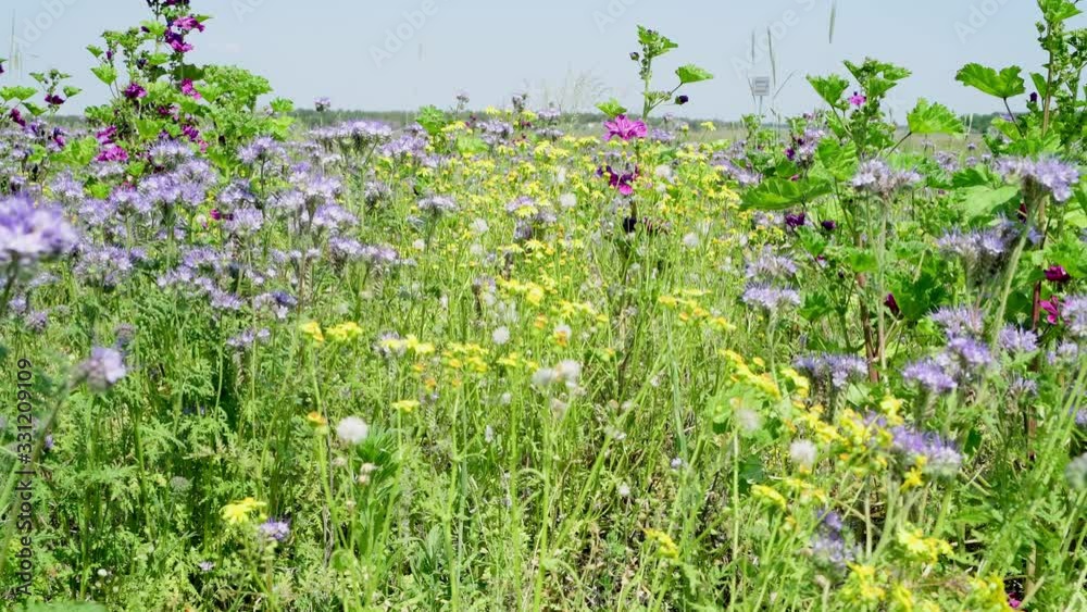Sommerliche Blumenwiese 