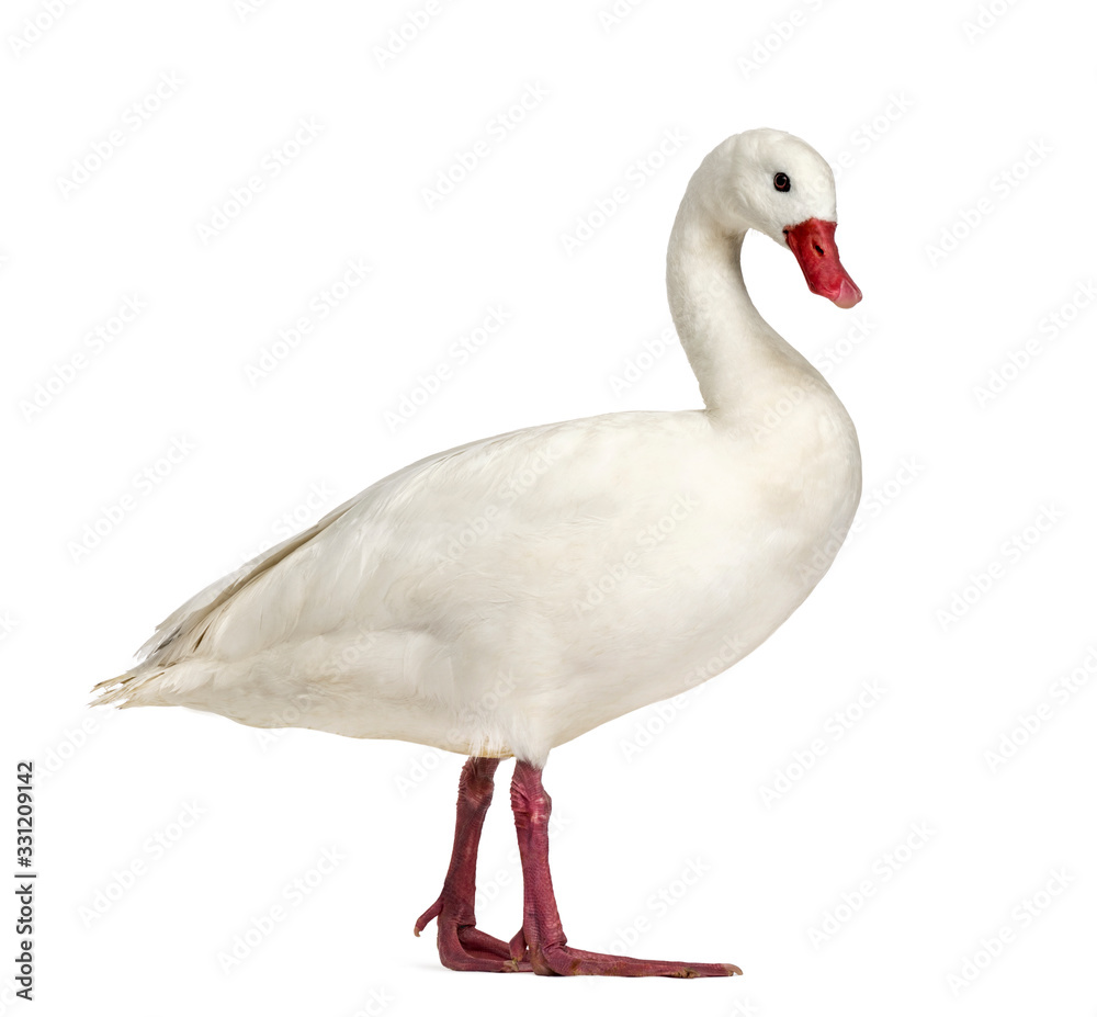 Obraz premium Waterfowl syanding, isolated on white