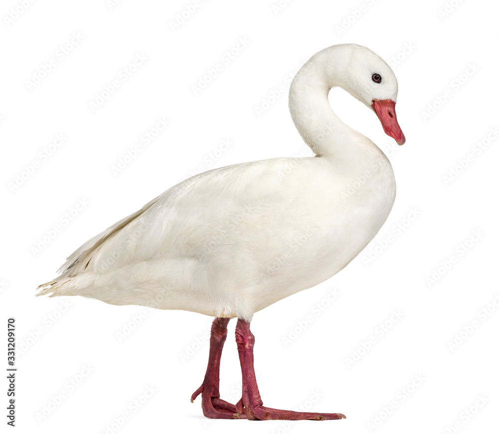 Waterfowl syanding, isolated on white