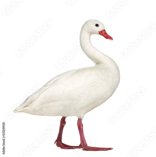 Waterfowl syanding, isolated on white