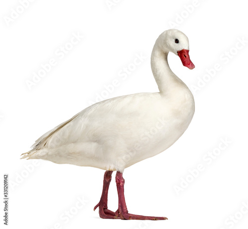 Waterfowl syanding, isolated on white