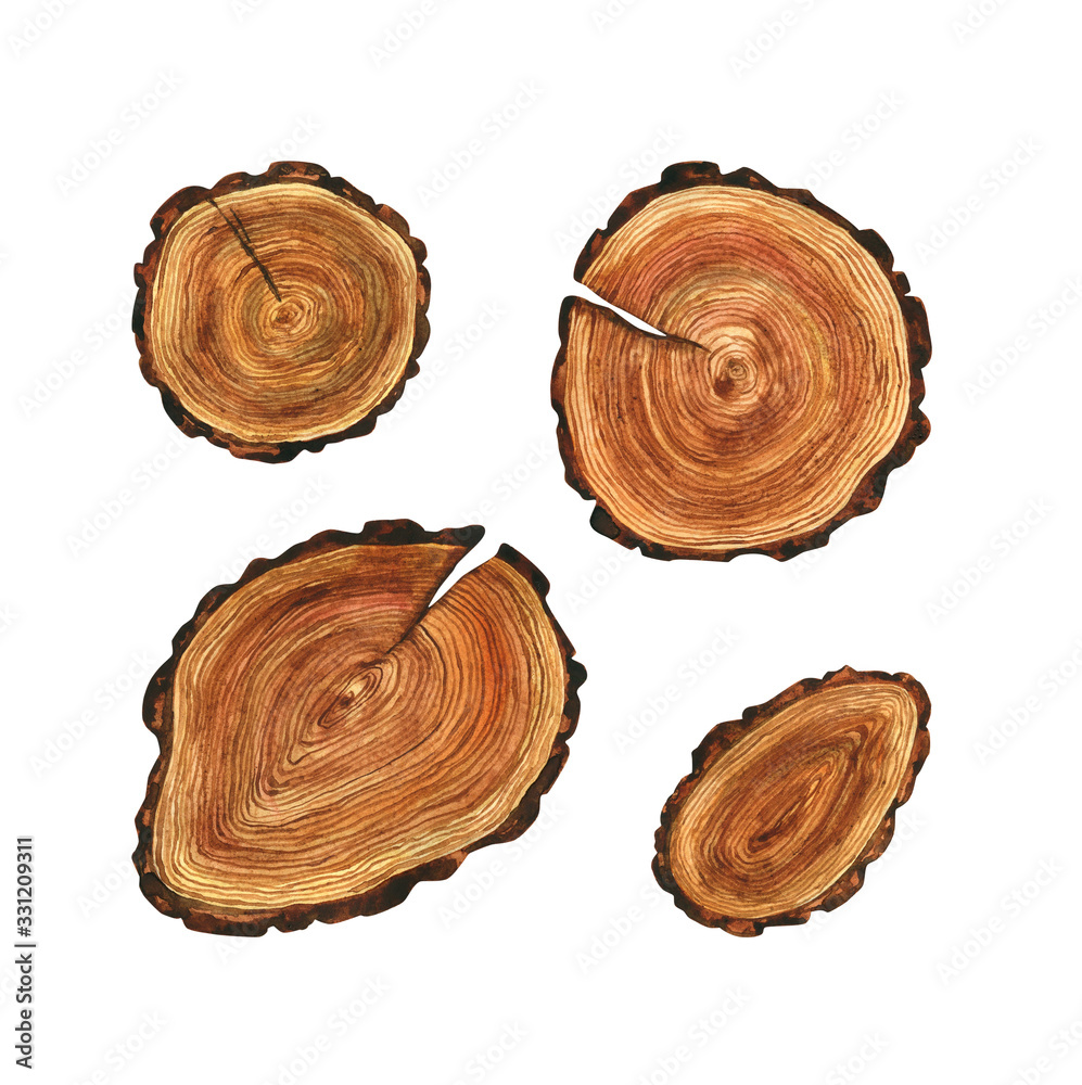 Cut down a tree. Set of watercolor illustrations. The texture of a log, trunk, stump, or round shape. Natural, eco-friendly element. Isolated on a white background. Cut down a tree. Set of watercolor illustrations. The texture of a log, trunk, stump, or round shape. Natural, eco-friendly element. Isolated on a white background.