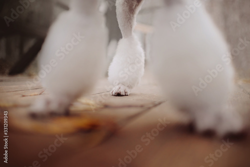 white poodle dog legs close up on wooden floor