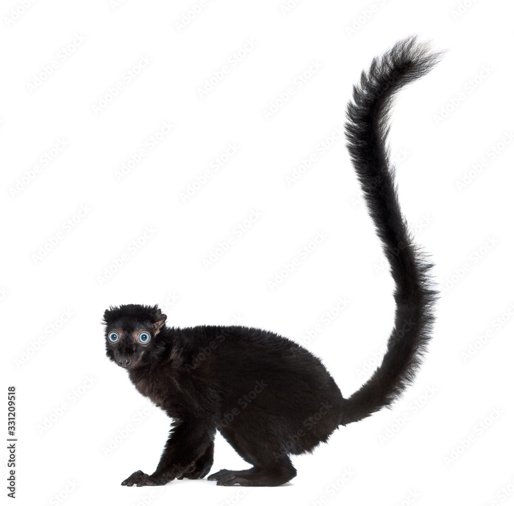 Fototapeta premium Niebieskooka lemur czarny, na białym tle