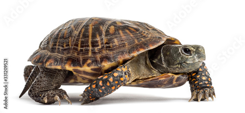 common box turtle, isolated on white