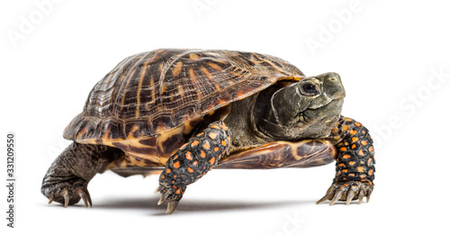 Fotomural common box turtle, isolated on white
