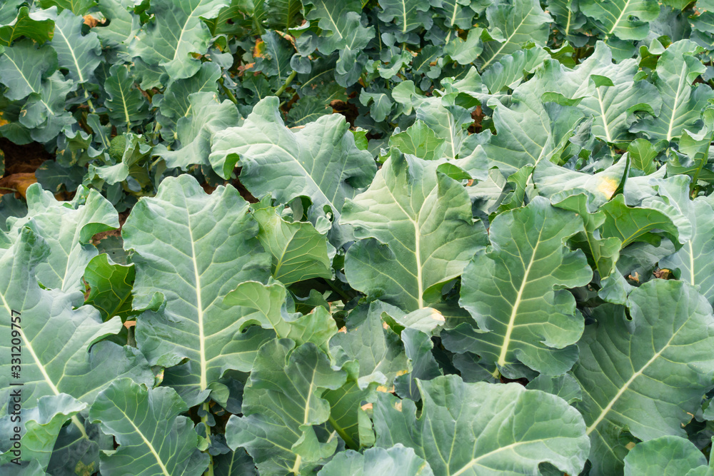 収穫前のブロッコリー畑の写真