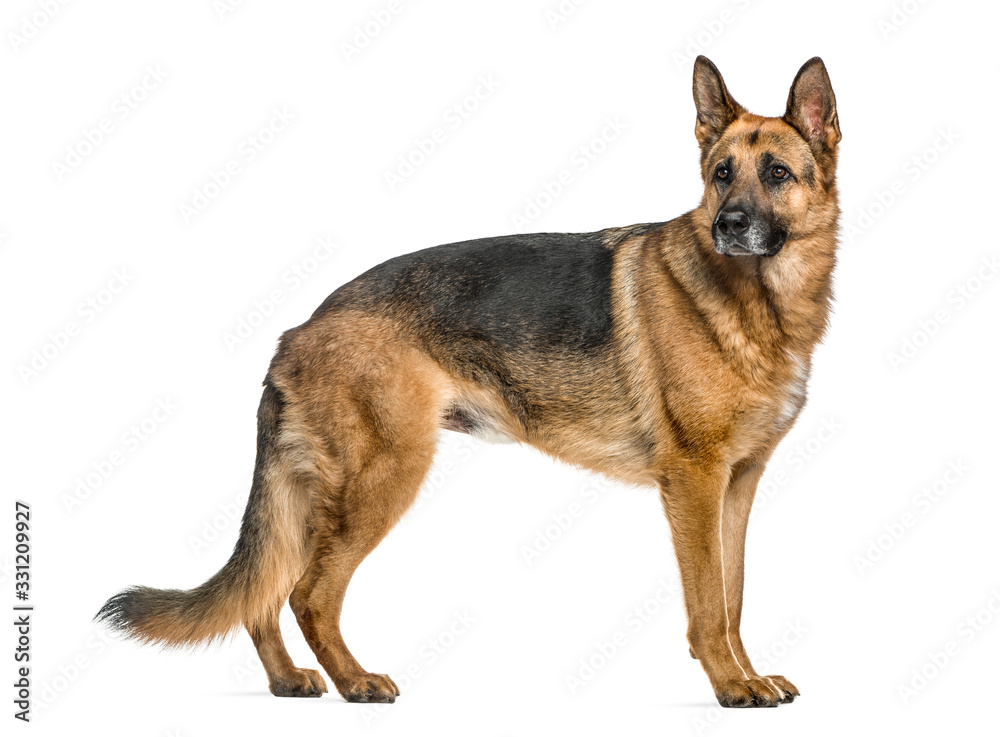 German Shepherd standing, isolated on white