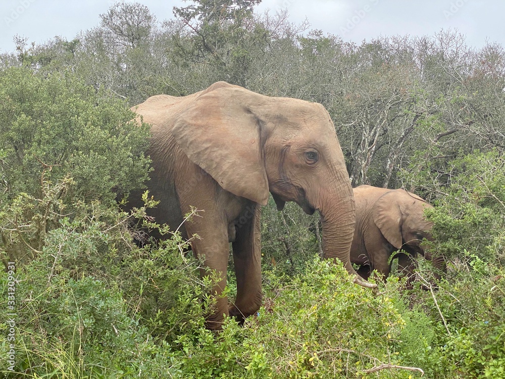 Mother and child Elephants in the bush